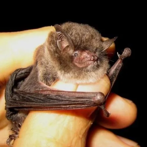 thumbnail for publication: Florida's Bats: Southeastern myotis